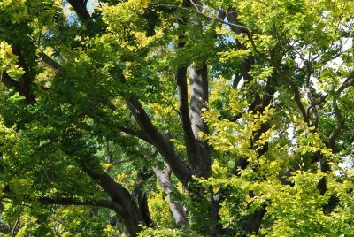 Fagus sylvatica - buk lesní - část letní koruny (19)